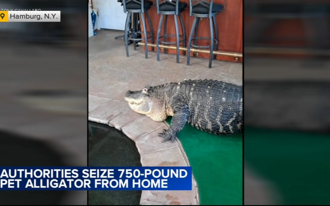 Albert the Alligator: Large domestic gator confiscated from residence in Hamburg, NY