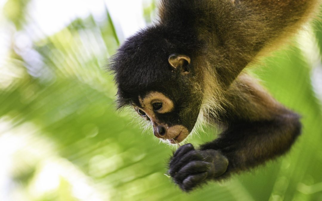 Houston woman sentenced for unlawfully selling endangered monkey and exotic birds on Craigslist