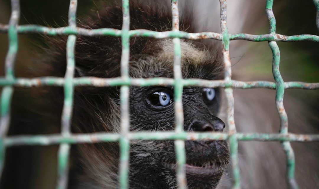 Texas woman receives sentence for attempting to sell endangered monkey through online platform